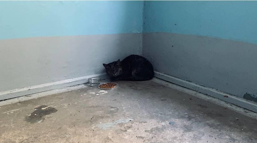 Фото Спасённые из пожара коты ждут хозяина у квартиры в Новосибирске 7